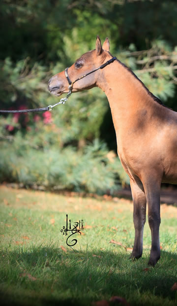 Nikita Hawk, miniature horse