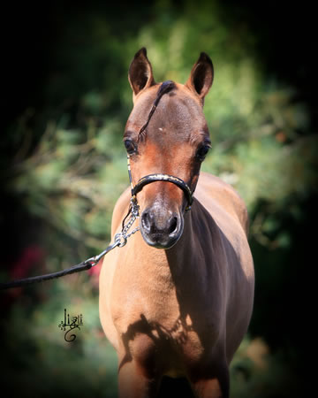 Nikita Hawk, miniature horse