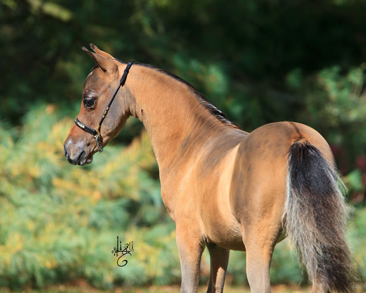 Nikita Hawk, miniature horse