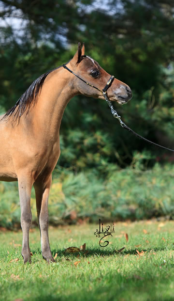 Nikita Hawk, miniature horse