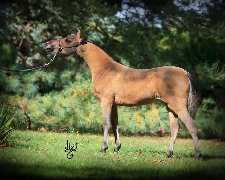 Nikita Hawk, miniature horse