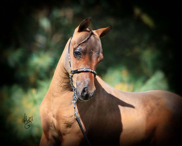 Nikita Hawk, miniature horse