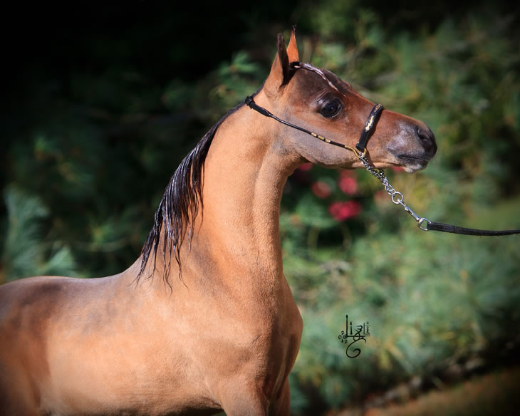 Nikita Hawk, miniature horse