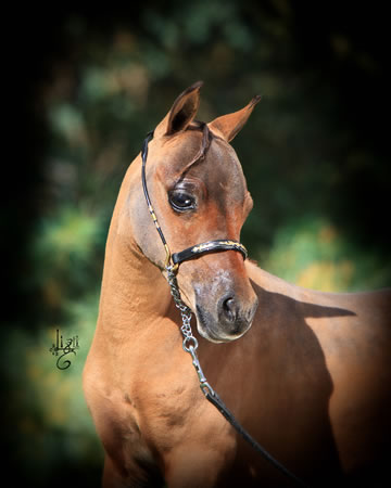 Nikita Hawk, miniature horse