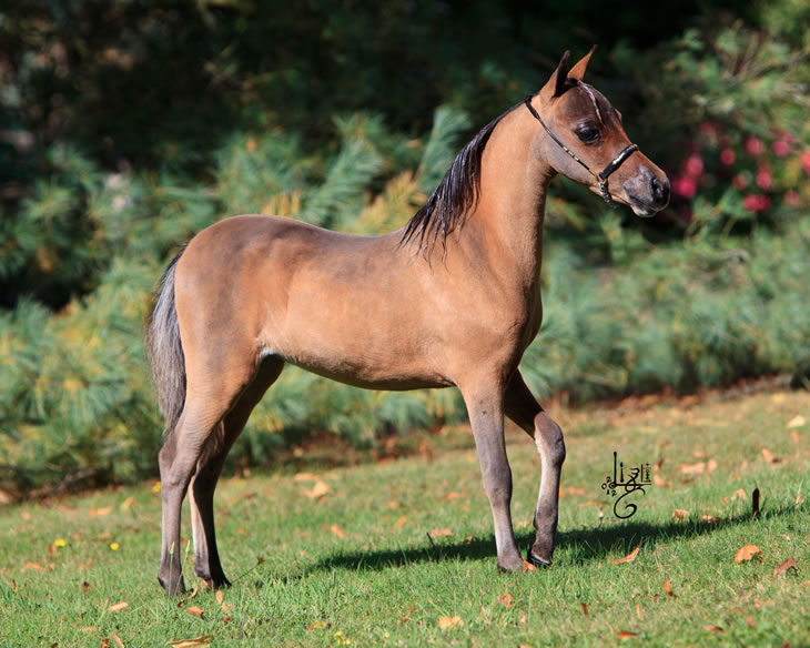 Nikita Hawk, miniature horse