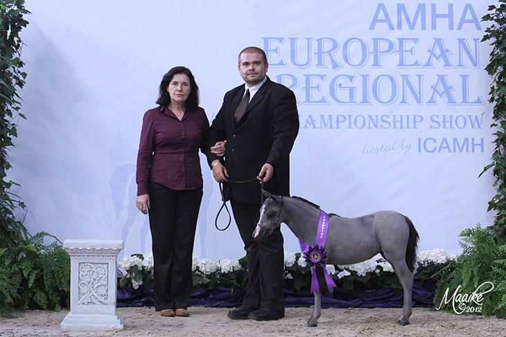 La petite robe noire, miniature horse