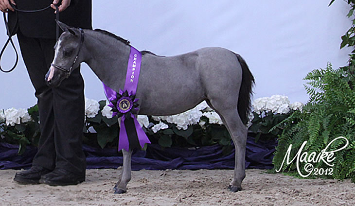 La petite robe noire, miniature horse