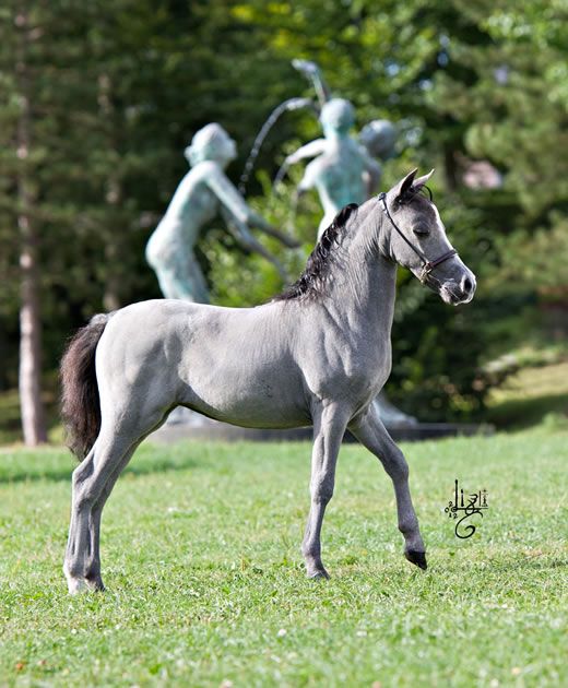 La petite robe noire, miniature horse