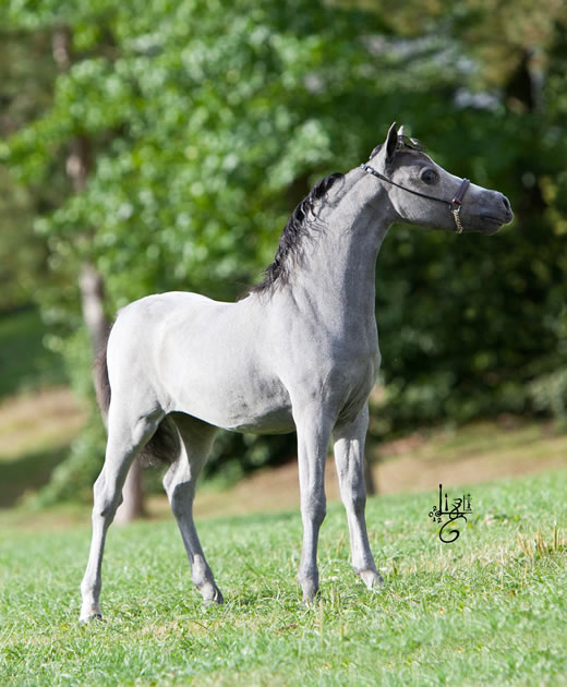 La petite robe noire, miniature horse