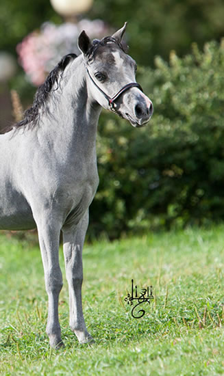 La petite robe noire, miniature horse