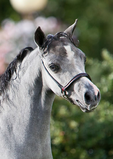 La petite robe noire, miniature horse