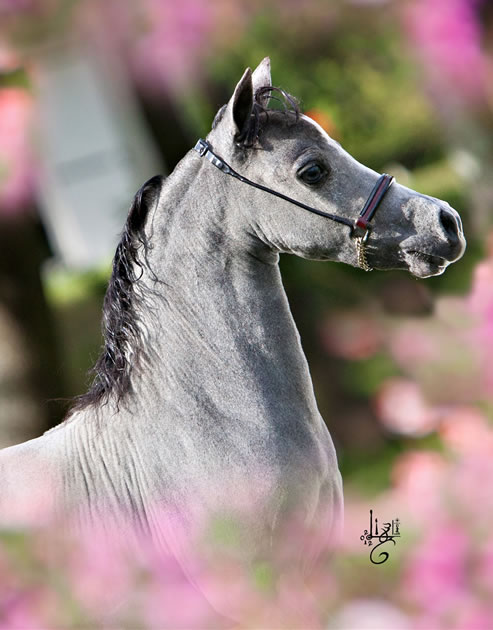 La petite robe noire, miniature horse