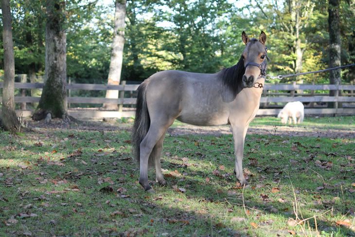 Po Hawk, miniature horse