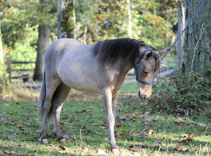 Po Hawk, miniature horse