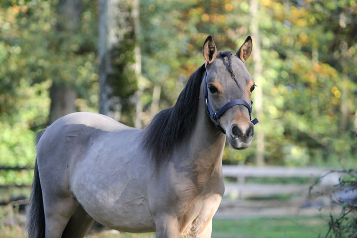 Po Hawk, miniature horse