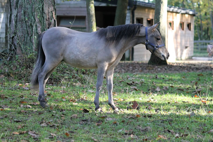 Po Hawk, miniature horse