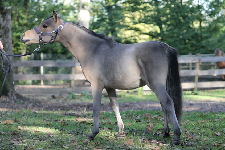 Po Hawk, miniature horse