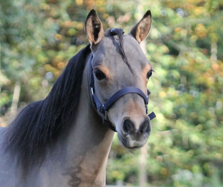 Po Hawk, miniature horse