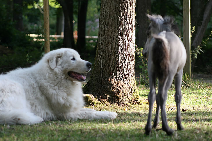 Salma Hawk, miniature horse