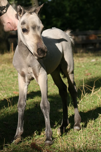 Salma Hawk, miniature horse