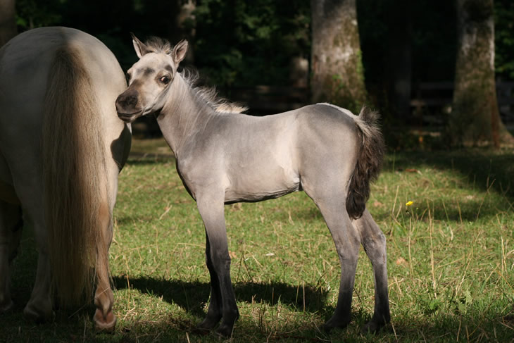 Salma Hawk, miniature horse