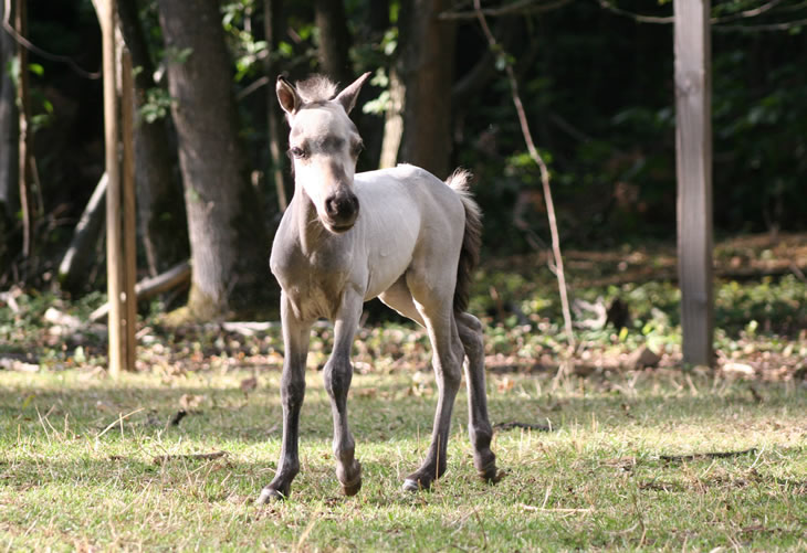 Salma Hawk, miniature horse