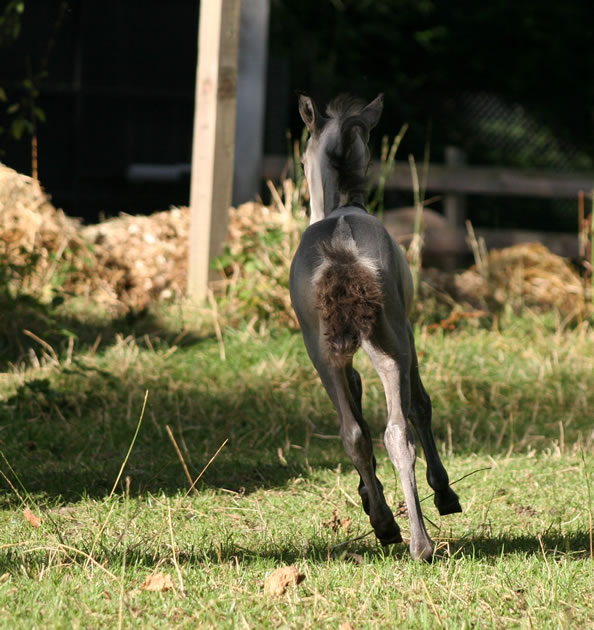 Salma Hawk, miniature horse