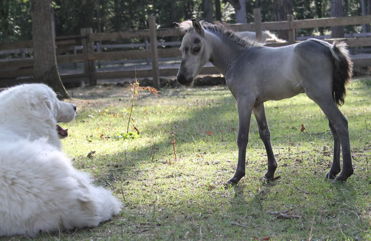 Salma Hawk, miniature horse