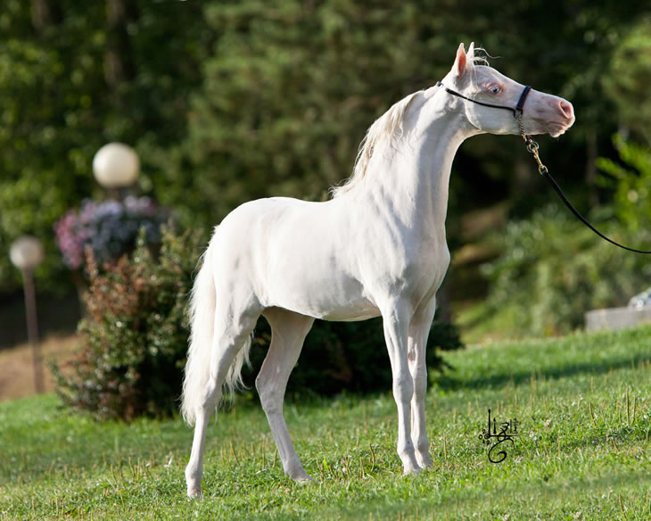 A Whiter Shade Of Pale, pouliche miniature