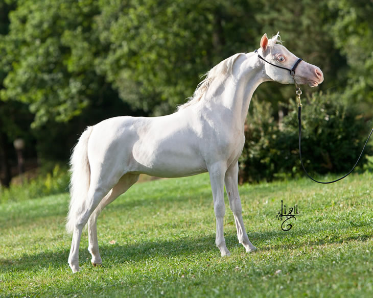 A Whiter Shade Of Pale, pouliche miniature