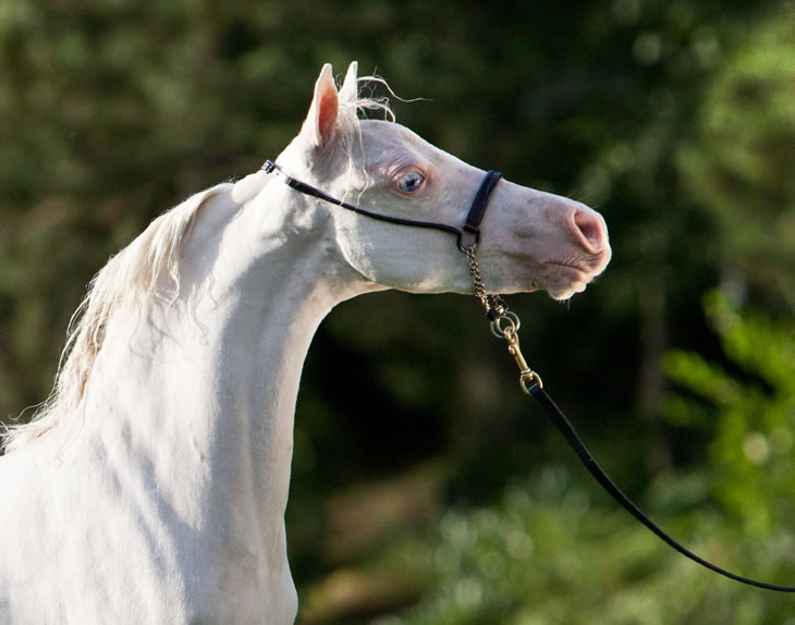 A Whiter Shade Of Pale, pouliche miniature