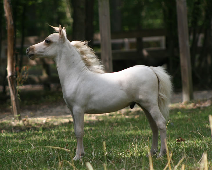 Stand By Me, miniature horse