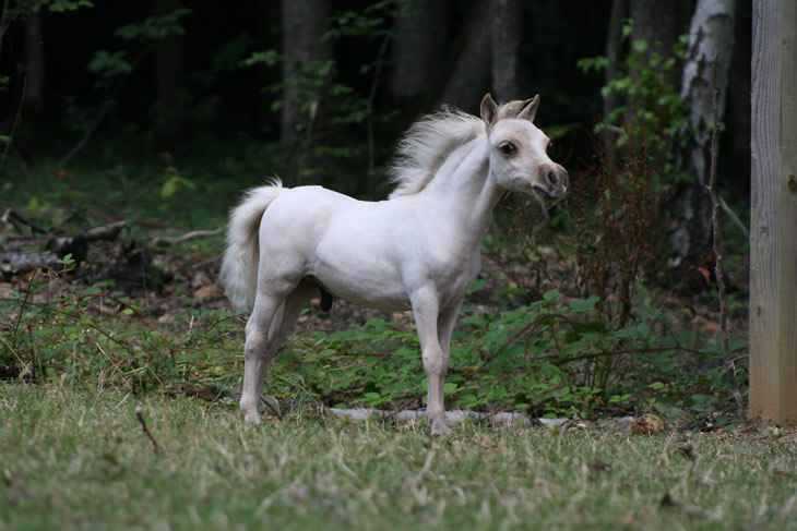 Stand By Me, miniature horse