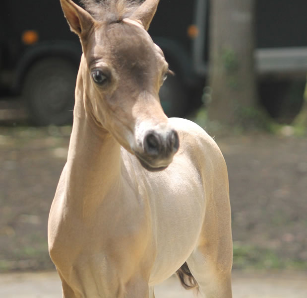 miniature horse