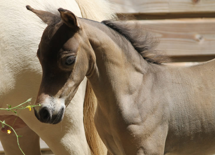 miniature horse