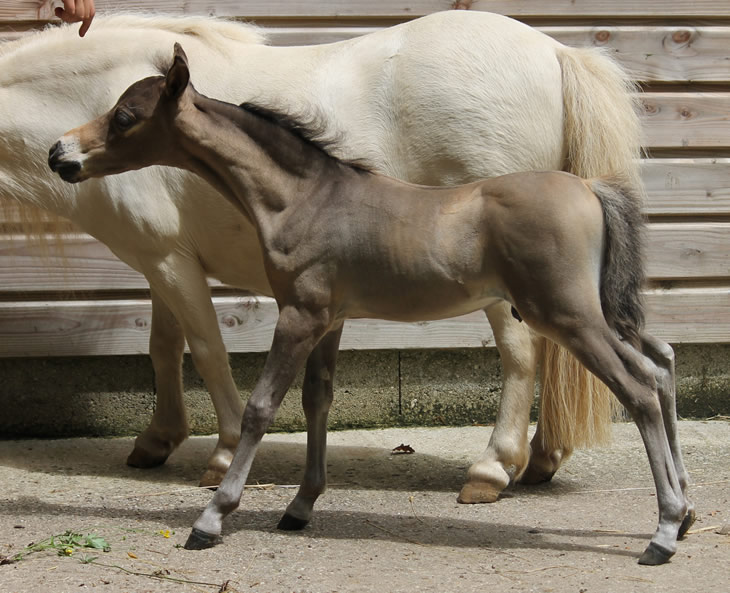 miniature horse