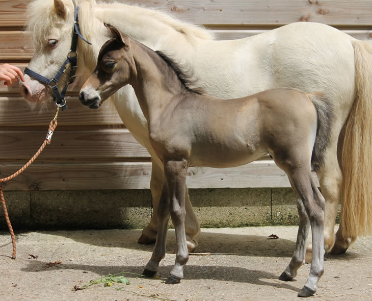 Modello Hawks Buck Al Fârâbi Hawk, miniature foal