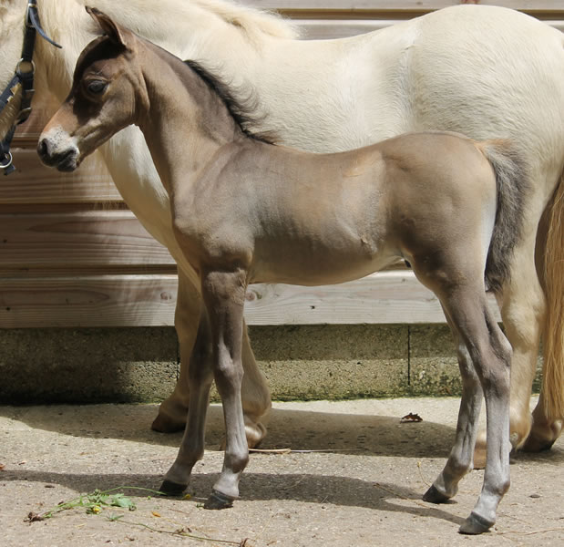 miniature horse