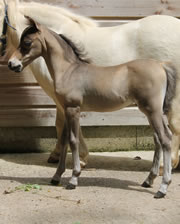 Modello Hawks Buck Al Fârâbi Hawk, miniature filly