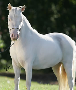 Aaprinas In Buckeroos Snowy Lace, miniature mare