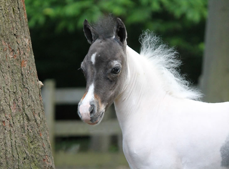 miniature horse