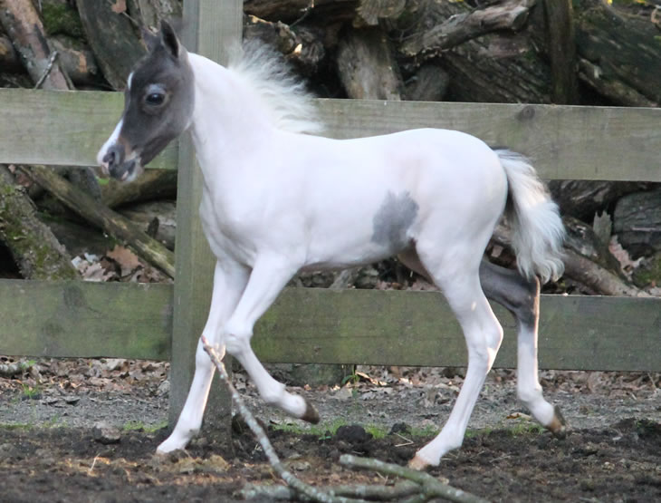 miniature horse