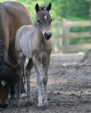 Modello EBF Hawks SH Dolce Vita, miniature filly