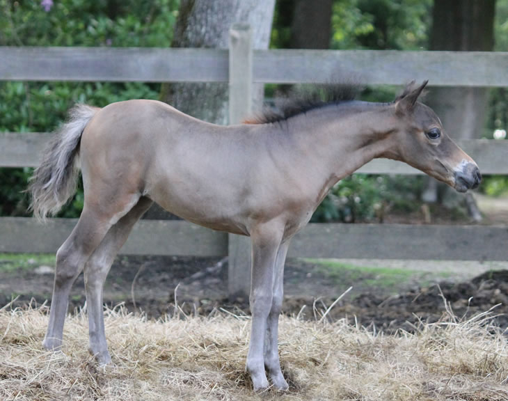 miniature horse