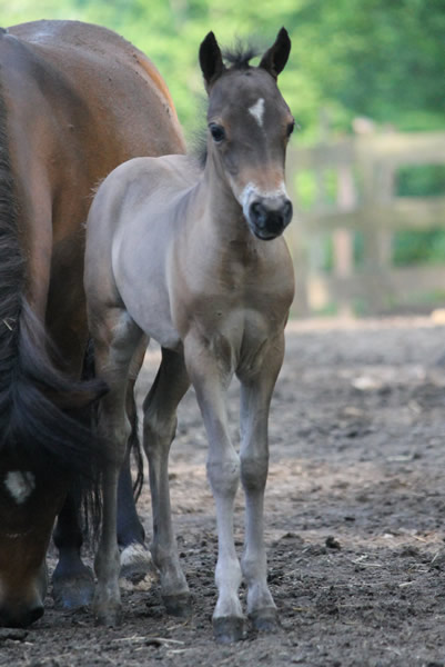 miniature horse