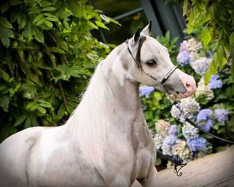 EBF John's Supreme Heritage, miniature stallion