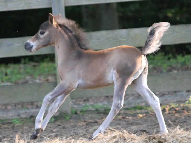 miniature horse