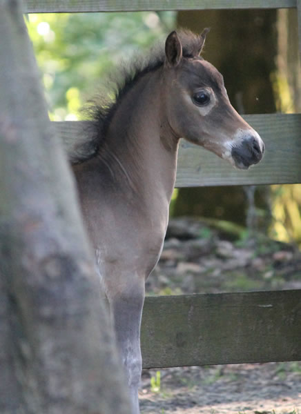 miniature horse