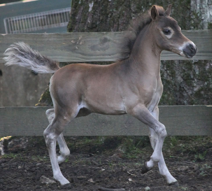 miniature horse