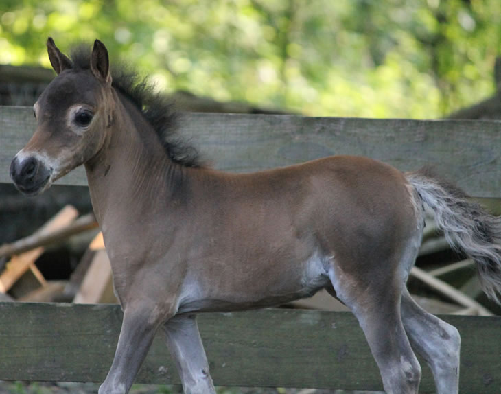 miniature horse